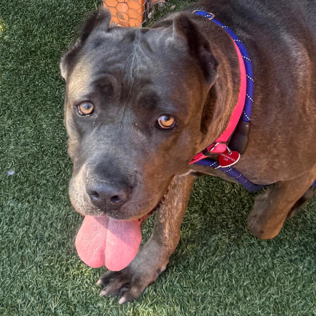 Arrow A2207405, a Adoptable Cane Corso in Mission Hills, CA image 3/5