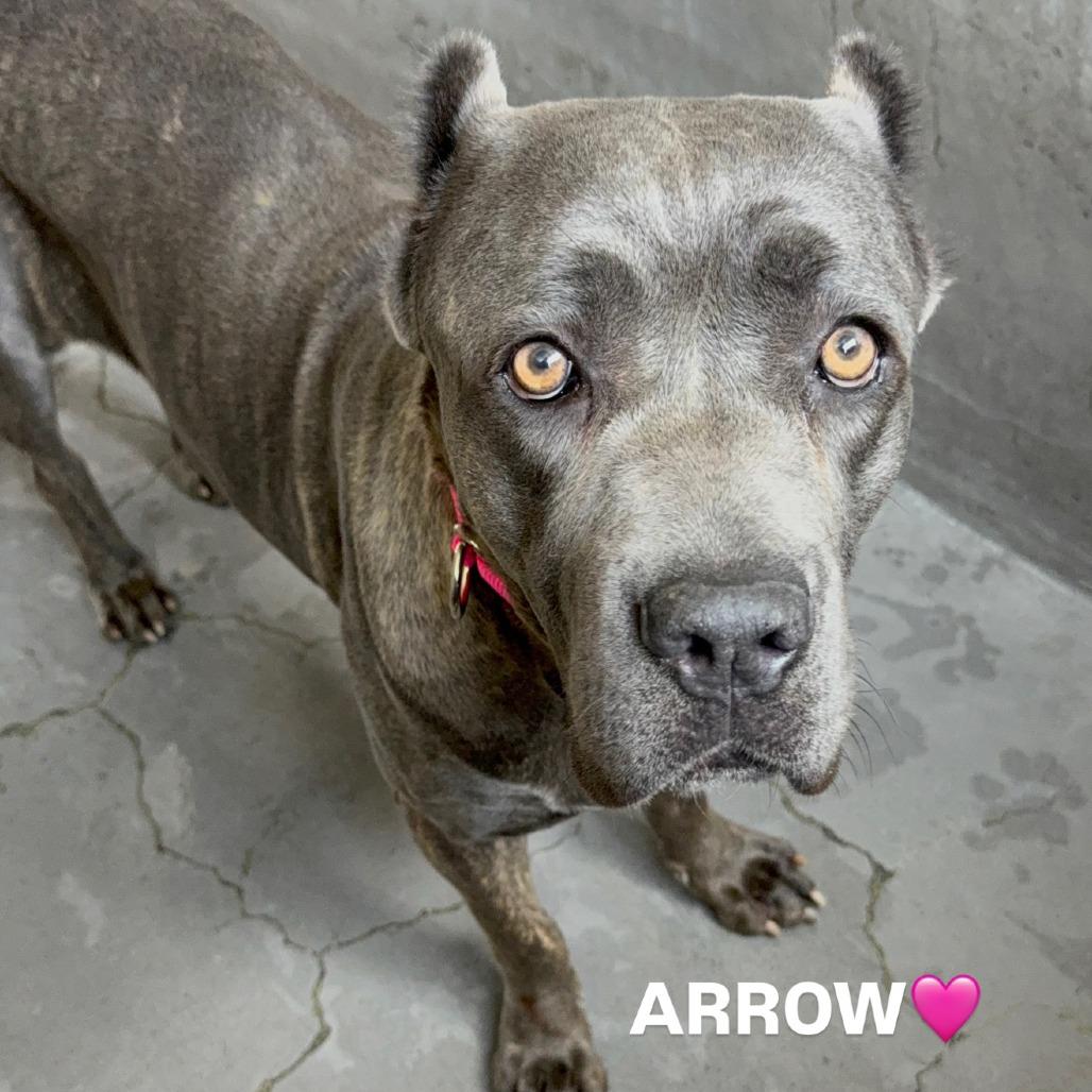 Arrow A2207405, a Adoptable Cane Corso in Mission Hills, CA image 5/5