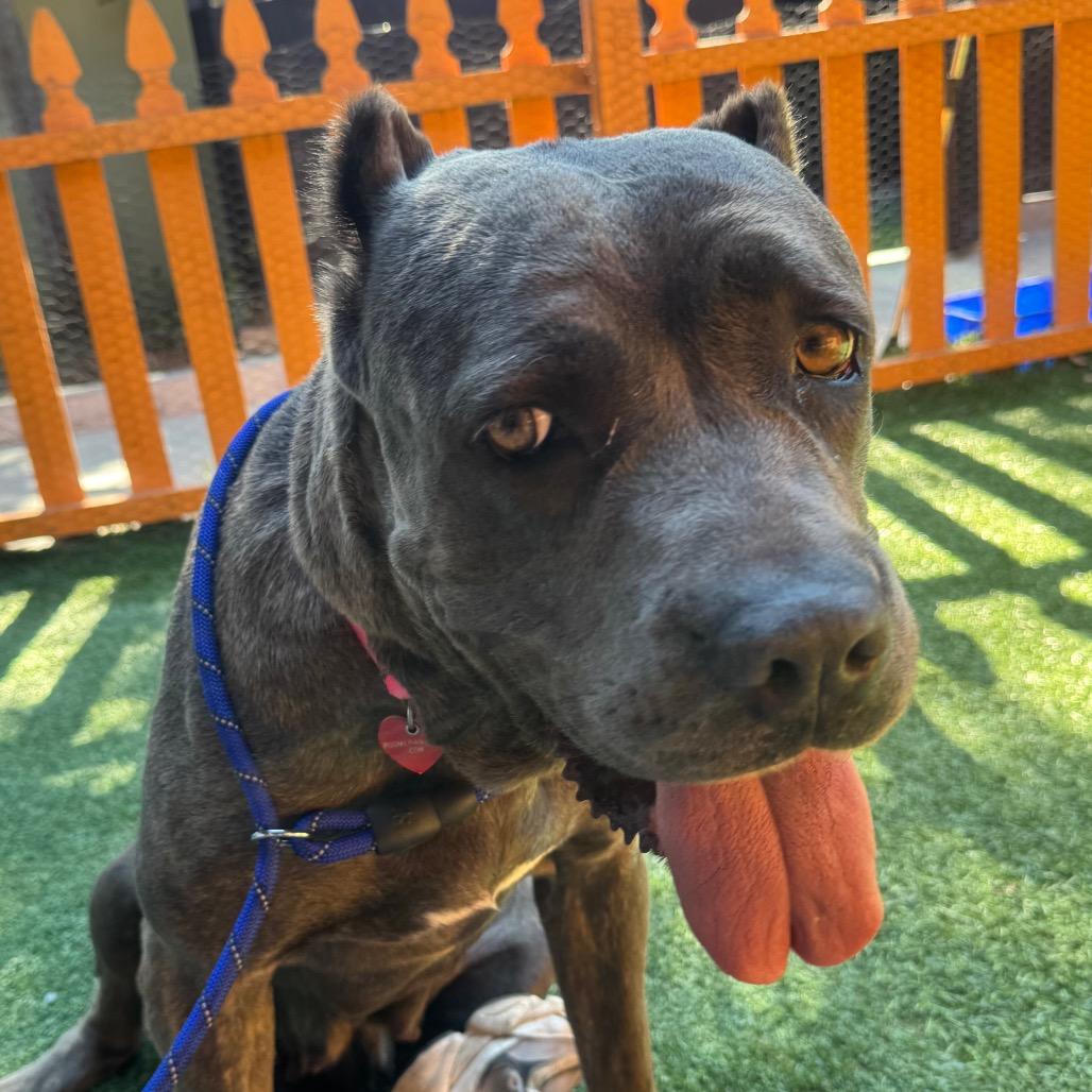 Arrow A2207405, a Adoptable Cane Corso in Mission Hills, CA image 6/6