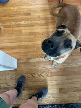 Dewars, Adoptable, Adult Male Mixed Breed & Mixed Breed.