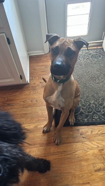 Dewars, a Adoptable mixed breed in Kansas City, MO image 2/3