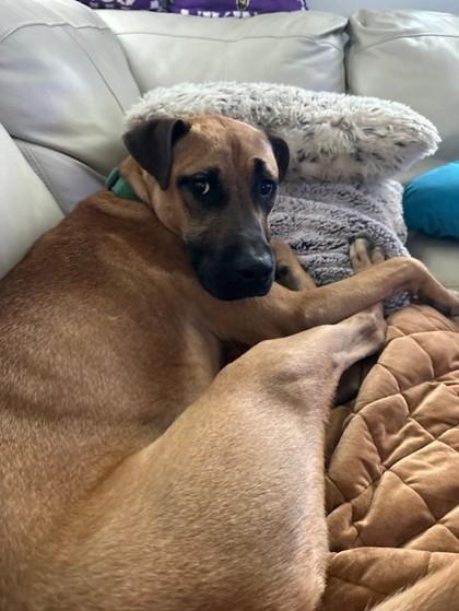 Dewars, a Adoptable mixed breed in Kansas City, MO image 3/3