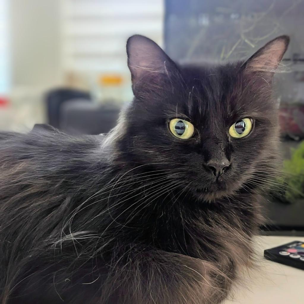 Encore, Adopted, Young Female Domestic Medium Hair.