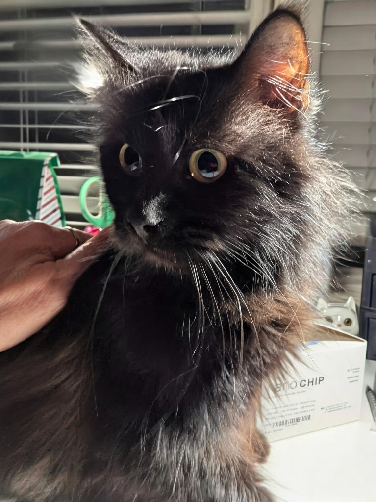 Enlarge Encore, a Adopted mixed breed in Olathe, KS image 2/2