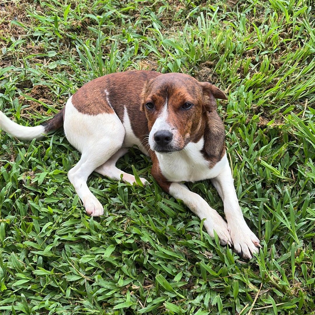 Finn, an adopted mixed breed in Walker, LA image 2/4
