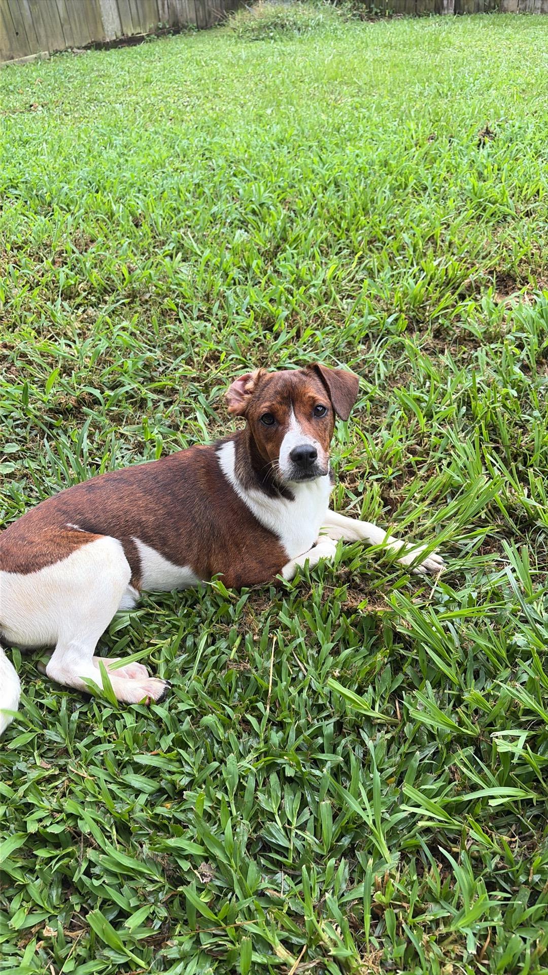 Finn, an adopted mixed breed in Walker, LA image 3/4