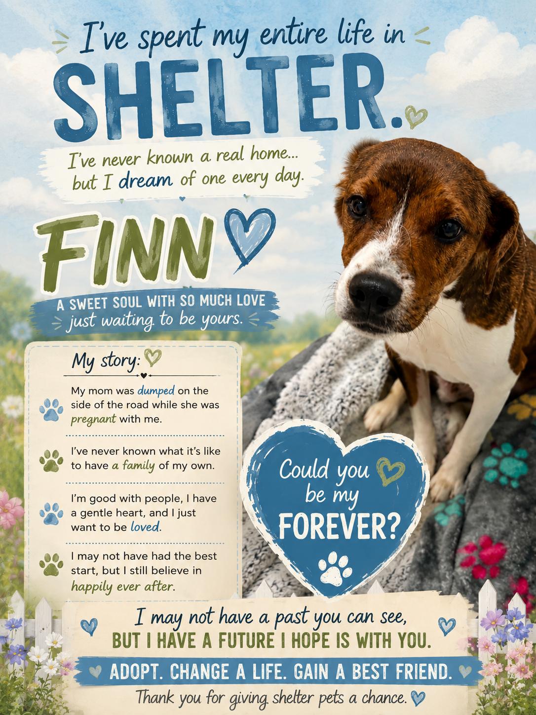 Finn, adopted, Puppy Male Chihuahua & Terrier.