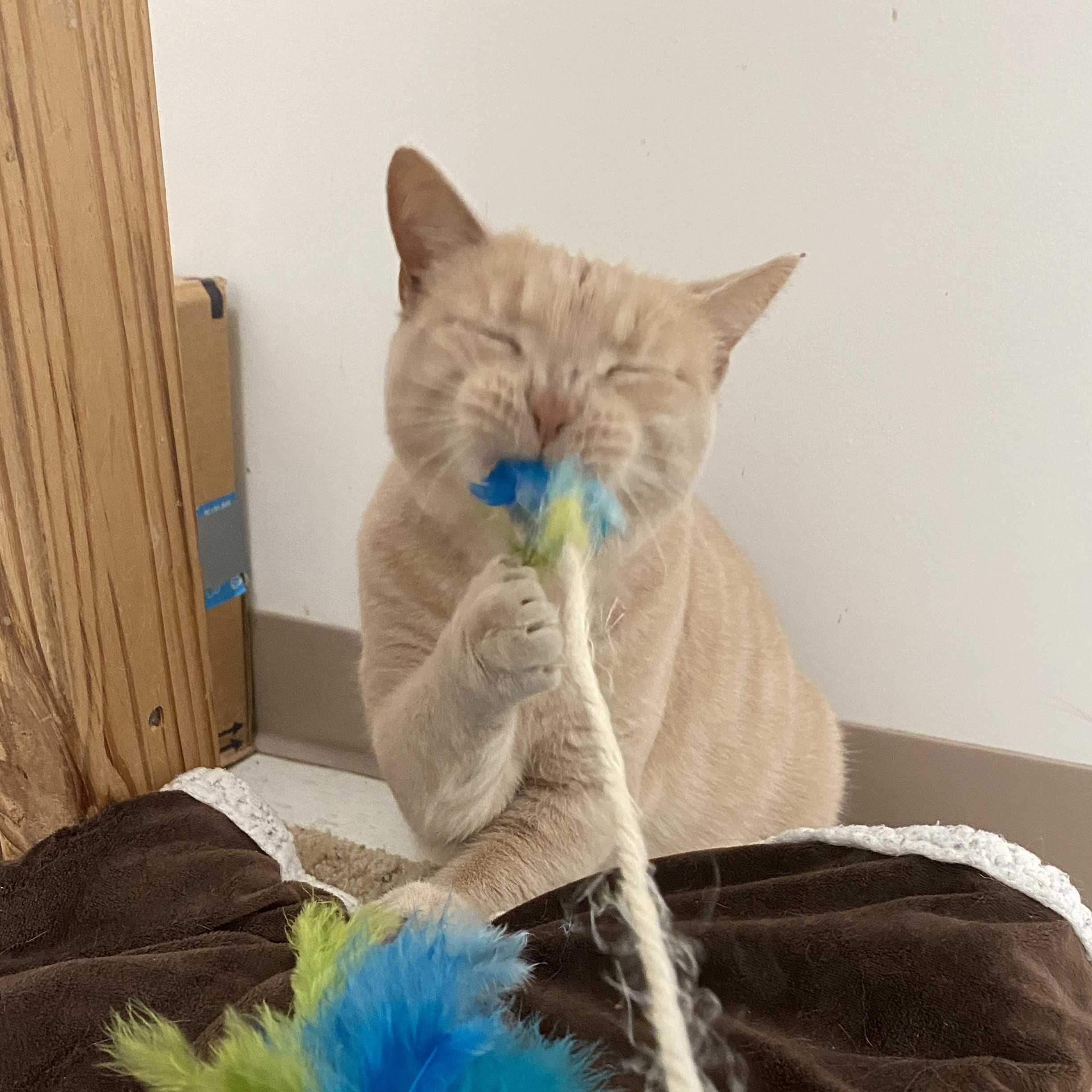 Wendy, a Adoptable Domestic Short Hair in Pickerington, OH image 5/6