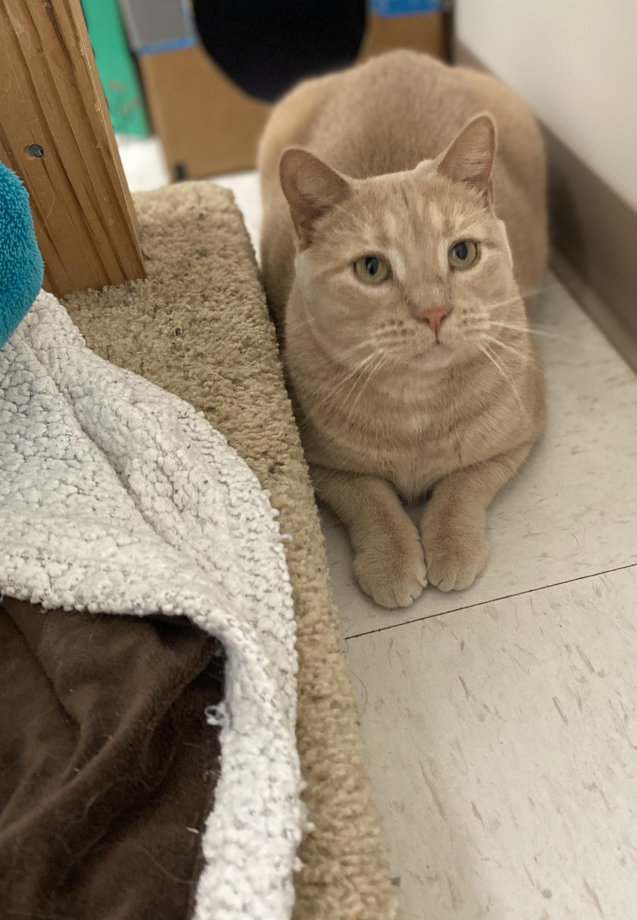 Wendy, a Adoptable Domestic Short Hair in Pickerington, OH image 4/6