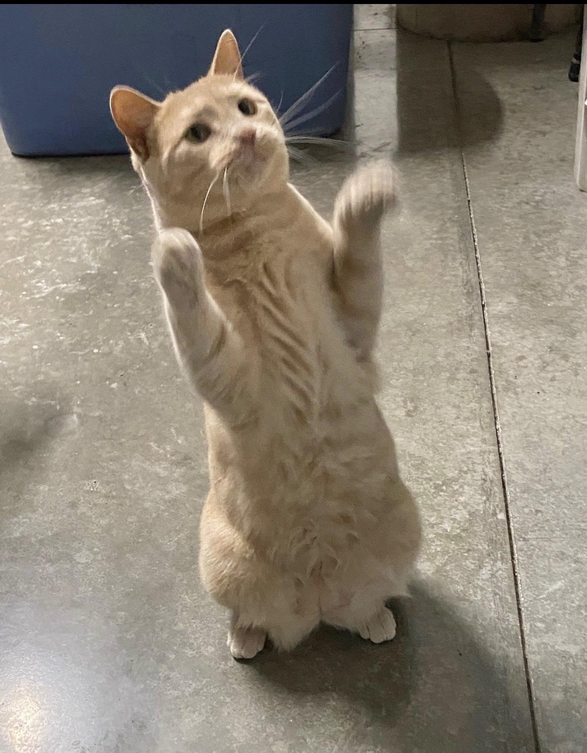 Wendy, a Adoptable Domestic Short Hair in Pickerington, OH image 1/6