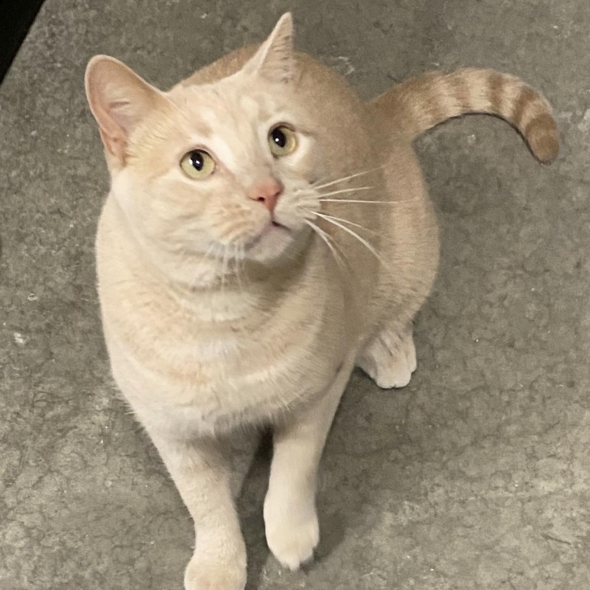 Wendy, Adoptable, Adult Female Domestic Short Hair.