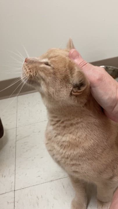 Enlarge Wendy, a Adoptable Domestic Short Hair in Pickerington, OH video 6/6