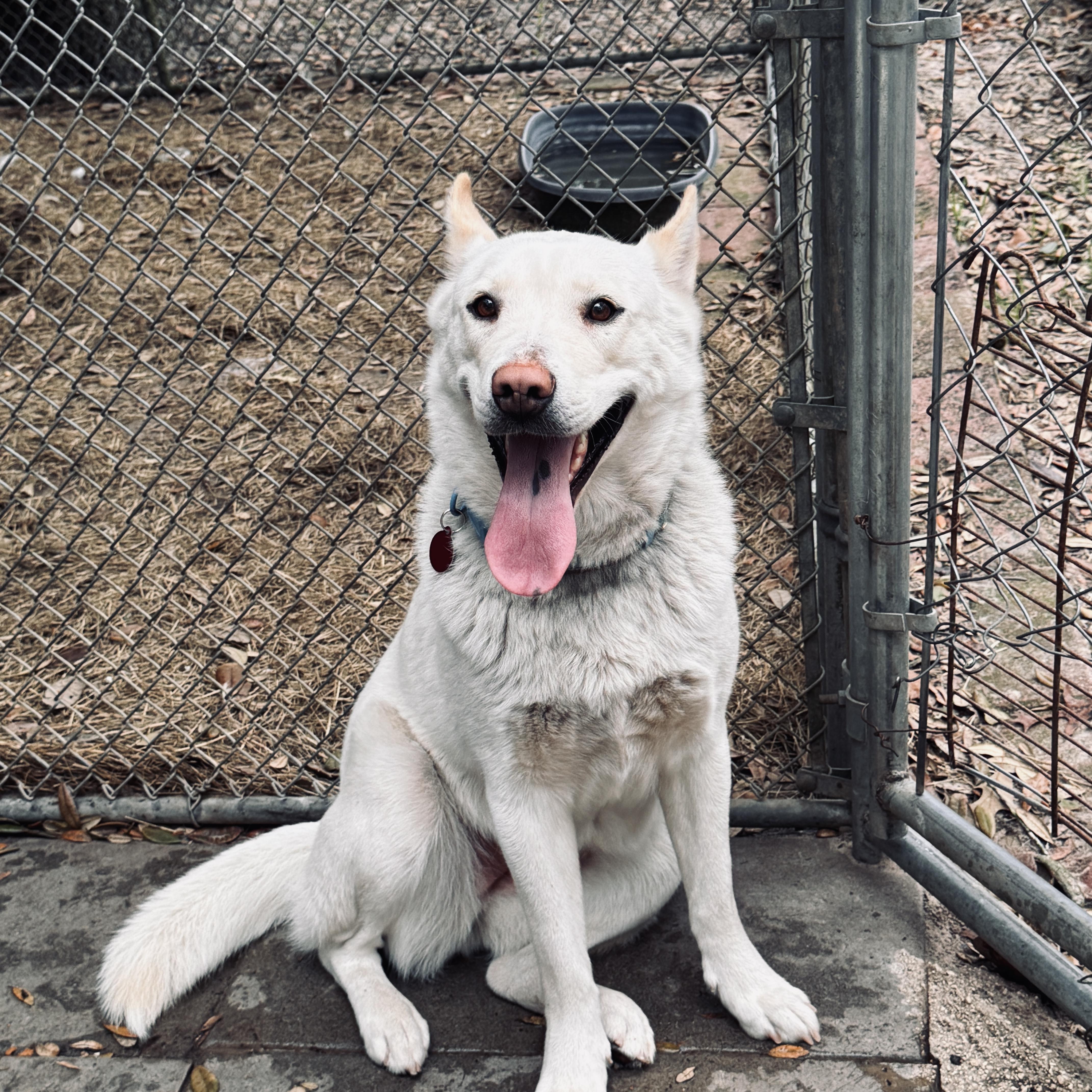 Enlarge ELLA, a ADOPTABLE mixed breed in Jacksonville, FL image 2/4