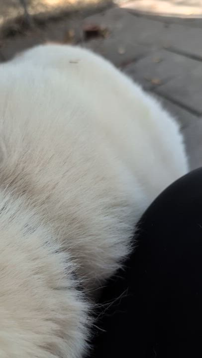 Enlarge ELLA, a ADOPTABLE mixed breed in Jacksonville, FL video 5/5