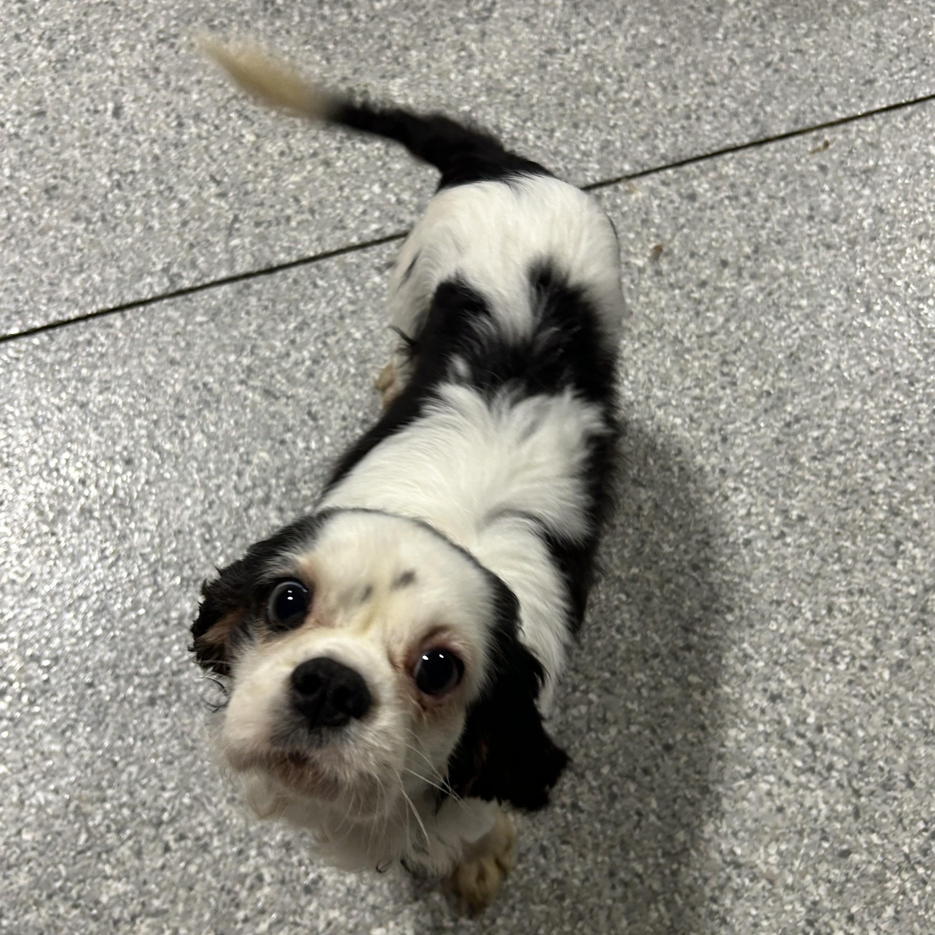Samantha 12.8 lbs, Adoptable, Adult Female Cavalier King Charles Spaniel.