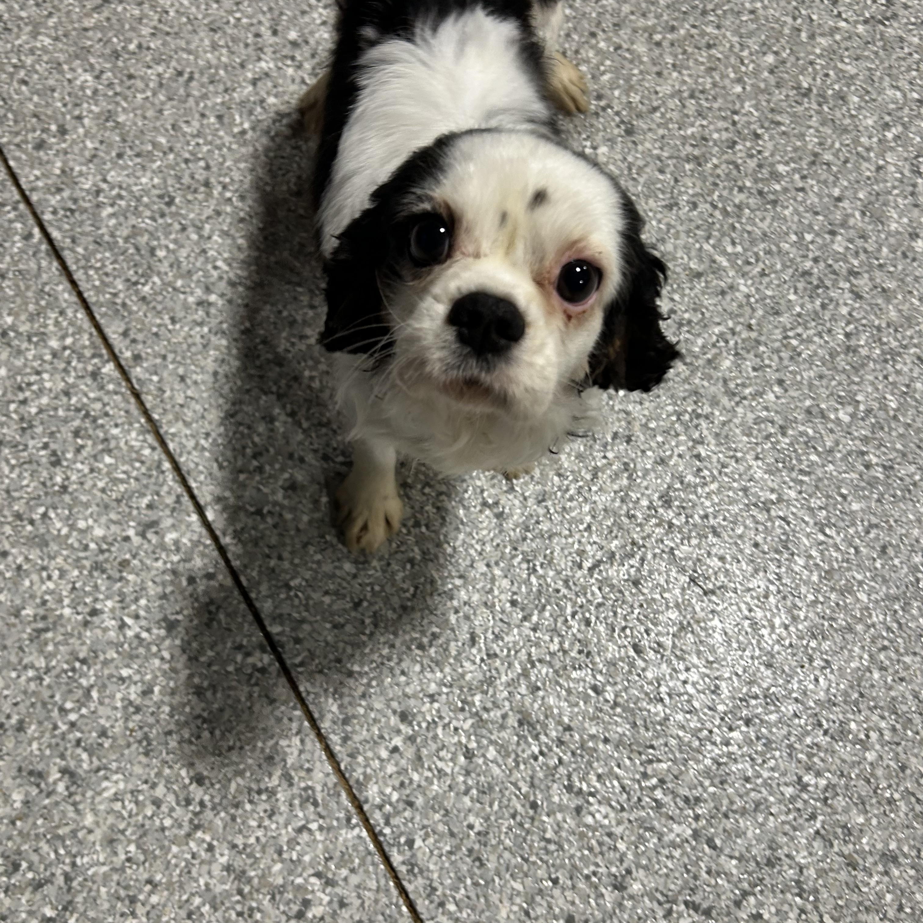 Samantha 12.8 lbs, a Adoptable Cavalier King Charles Spaniel in Antwerp, OH image 3/4