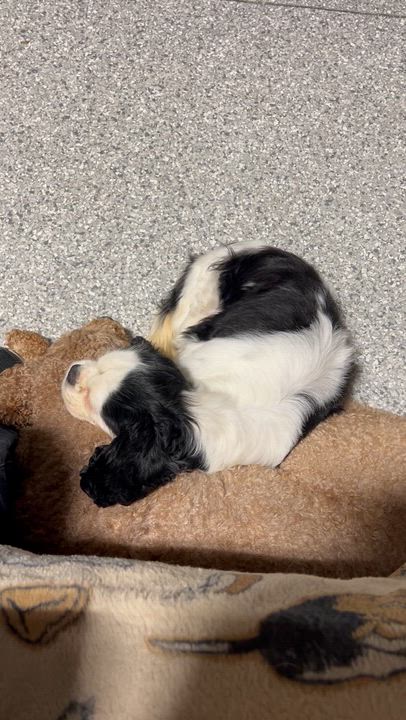 Enlarge Samantha 12.8 lbs, a Adoptable Cavalier King Charles Spaniel in Antwerp, OH video 4/4