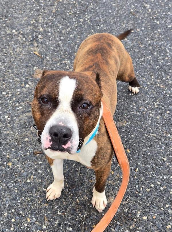 Camo, Adoptable, Adult Male Pit Bull Terrier.