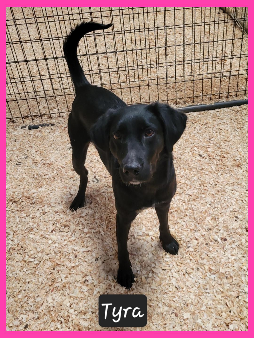 Enlarge Tyra, a ADOPTABLE mixed breed in Granbury, TX image 3/3