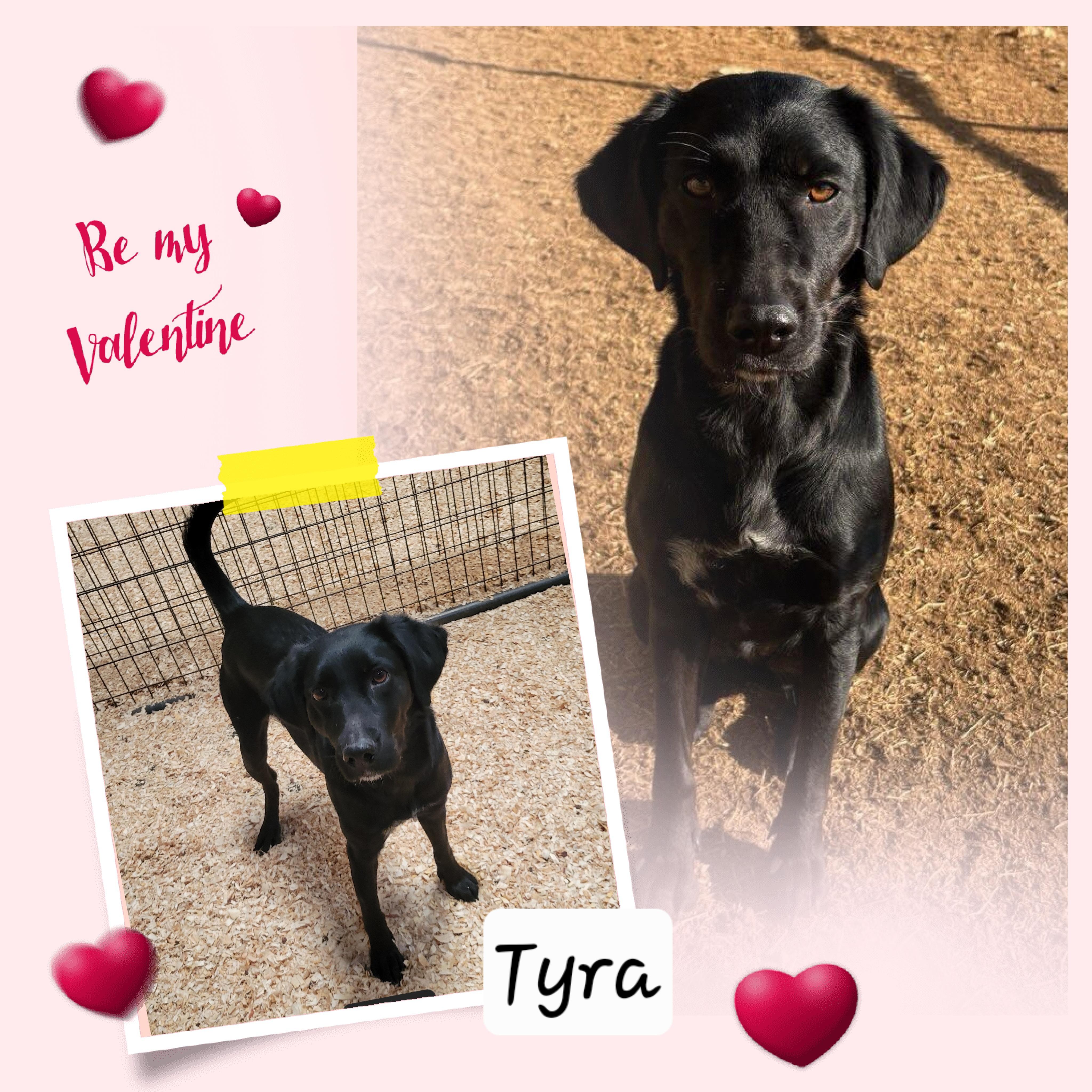 Tyra, ADOPTABLE, Young Female Labrador Retriever.
