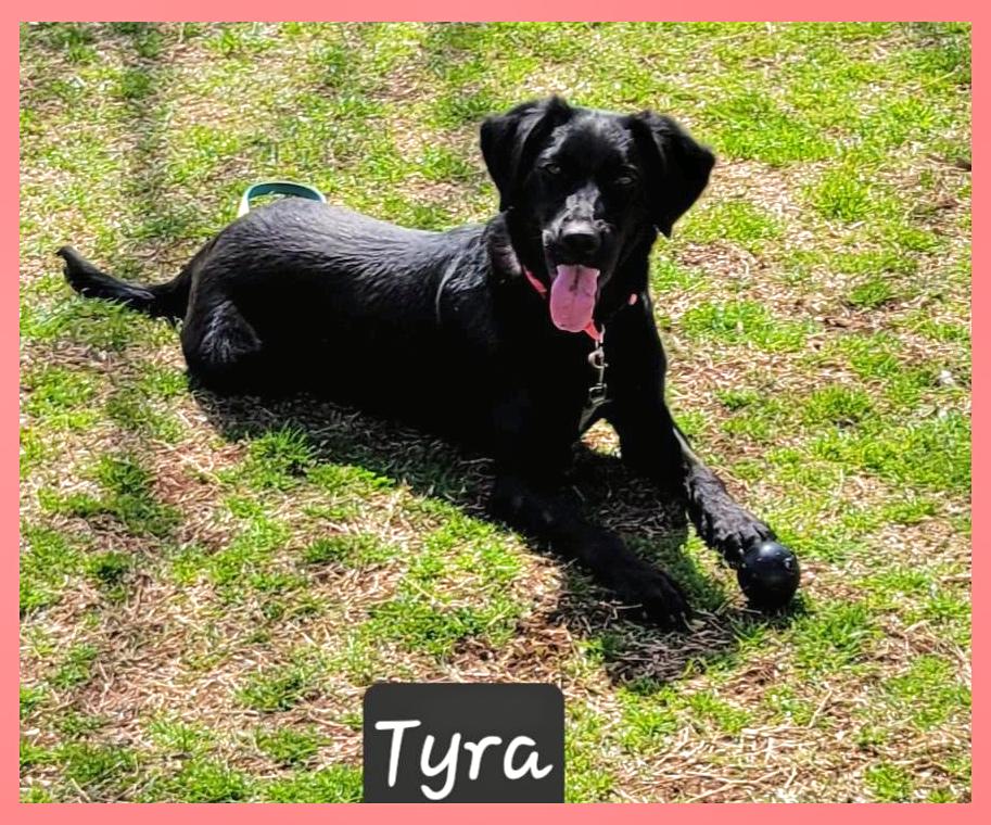 Tyra, ADOPTABLE, Young Female Labrador Retriever.