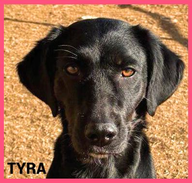 Enlarge Tyra, a ADOPTABLE mixed breed in Granbury, TX image 2/3