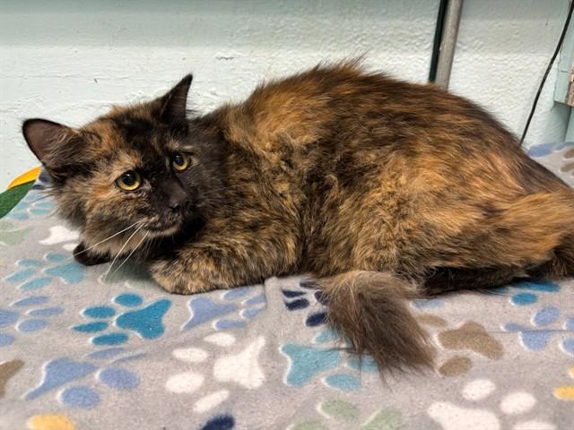 MACKY, Adoptable, Young Female Domestic Medium Hair.