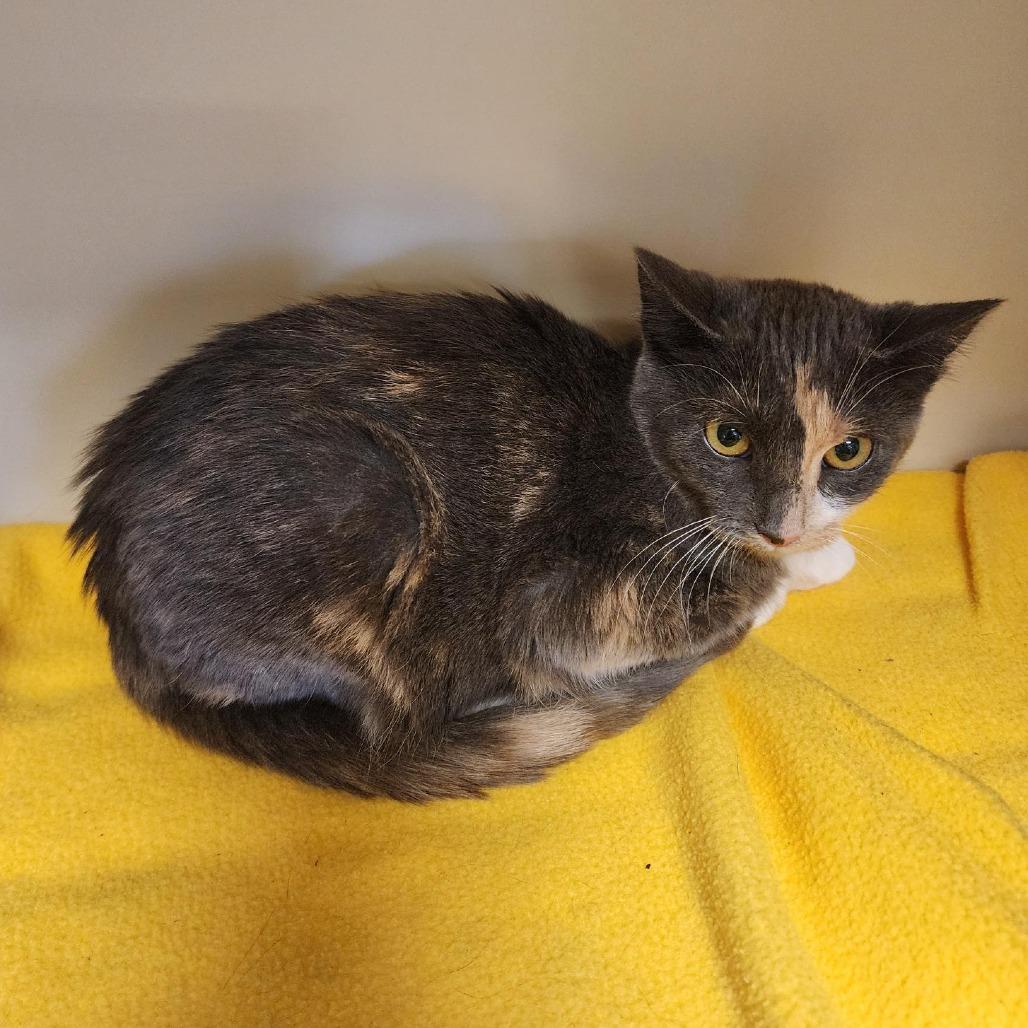 Snap, Adoptable, Young Female Domestic Short Hair.