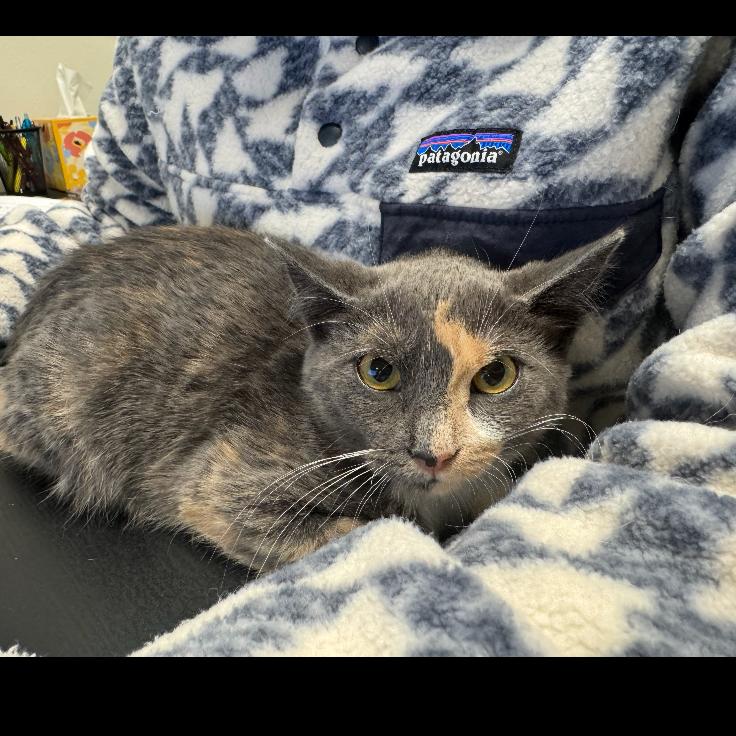 Snap, a Adoptable Domestic Short Hair in Indiantown, FL image 2/4