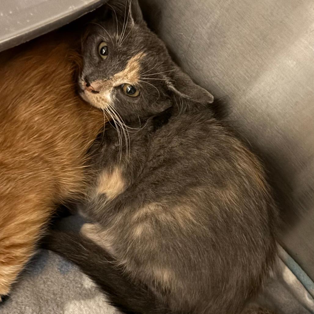 Snap, a Adoptable Domestic Short Hair in Indiantown, FL image 3/4