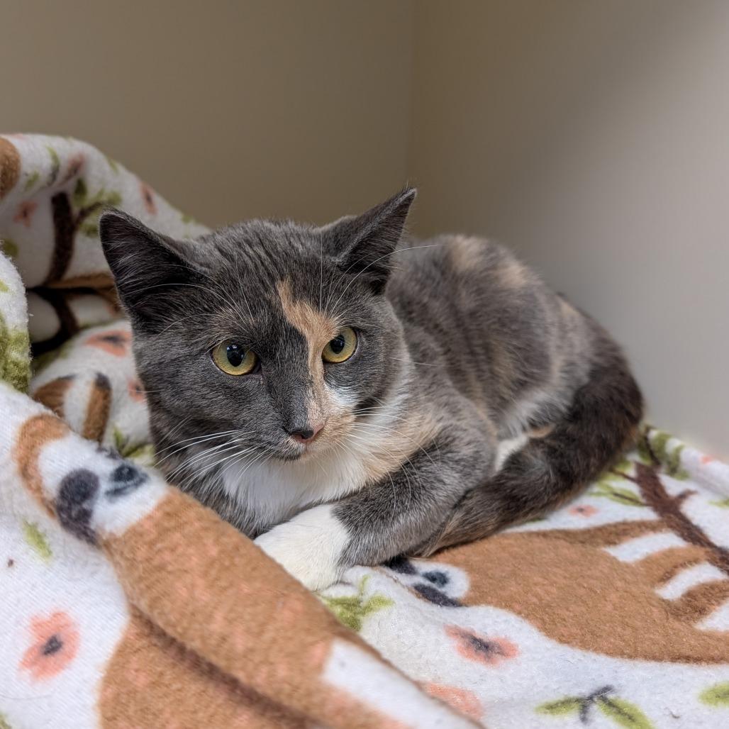 Snap, a Adoptable Domestic Short Hair in Indiantown, FL image 4/4