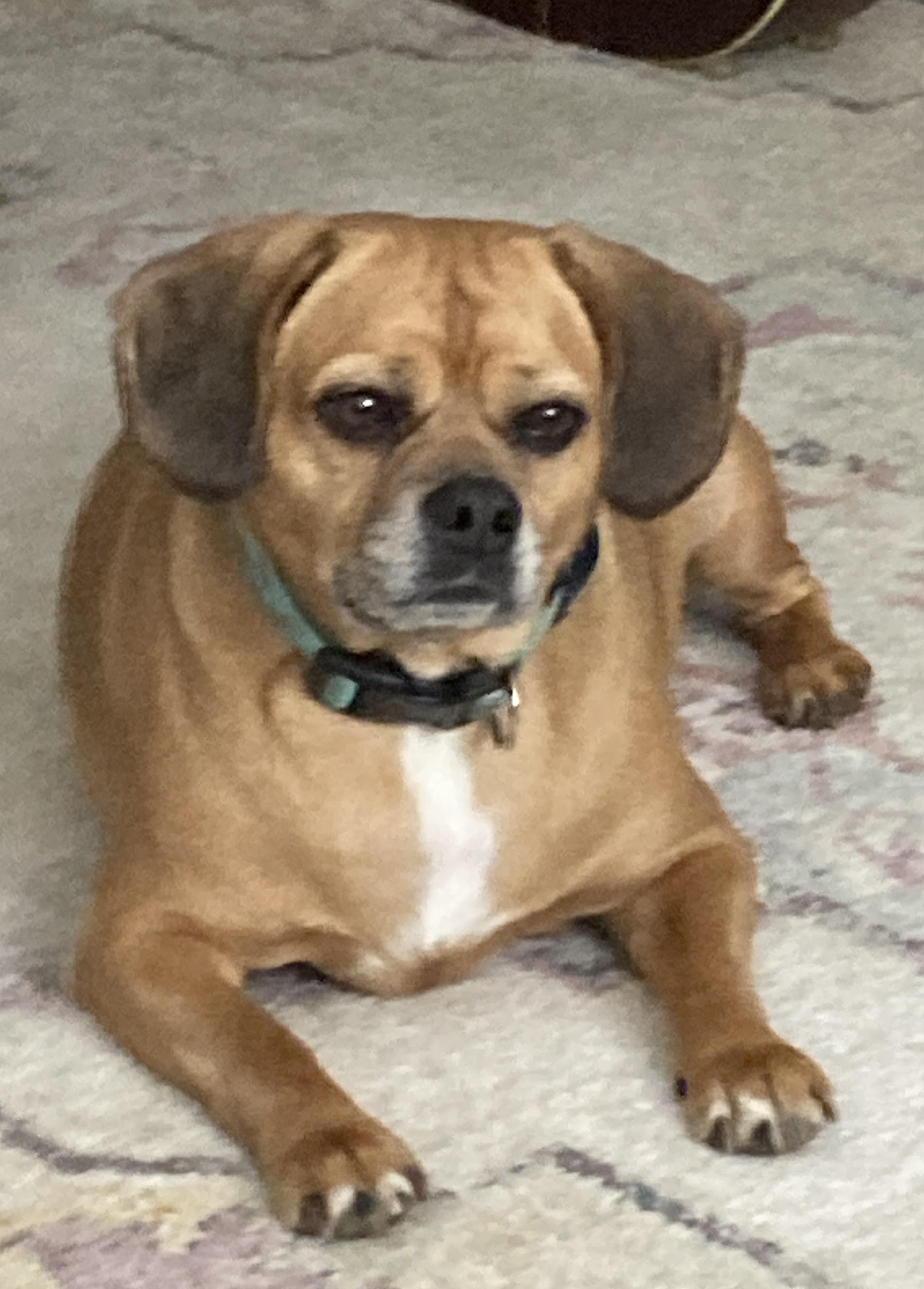 Enlarge Sadie, an adopted Puggle in Wadsworth, OH image 1/3