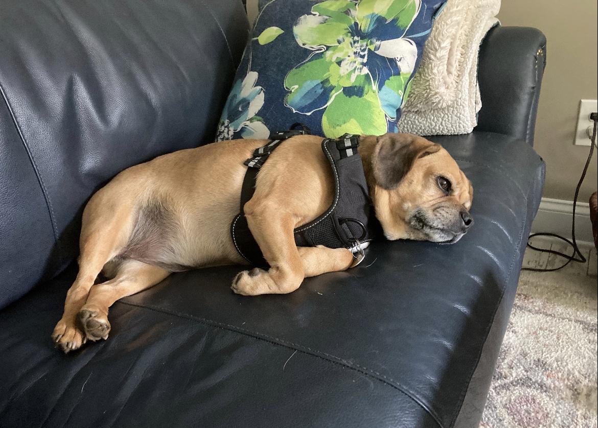 Enlarge Sadie, an adoptable Puggle in Wadsworth, OH image 5/5