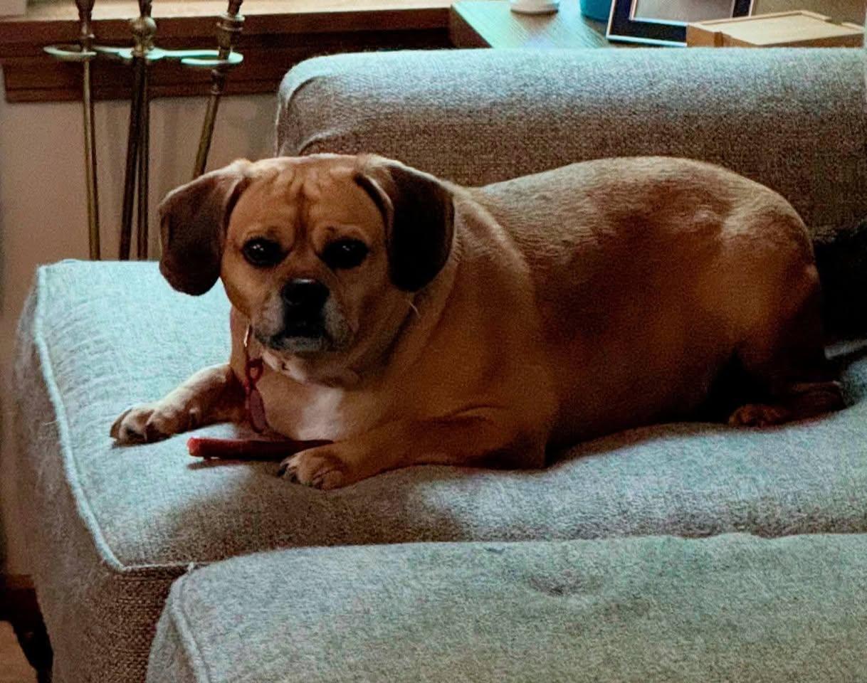 Enlarge Sadie, an adopted Puggle in Wadsworth, OH image 2/3
