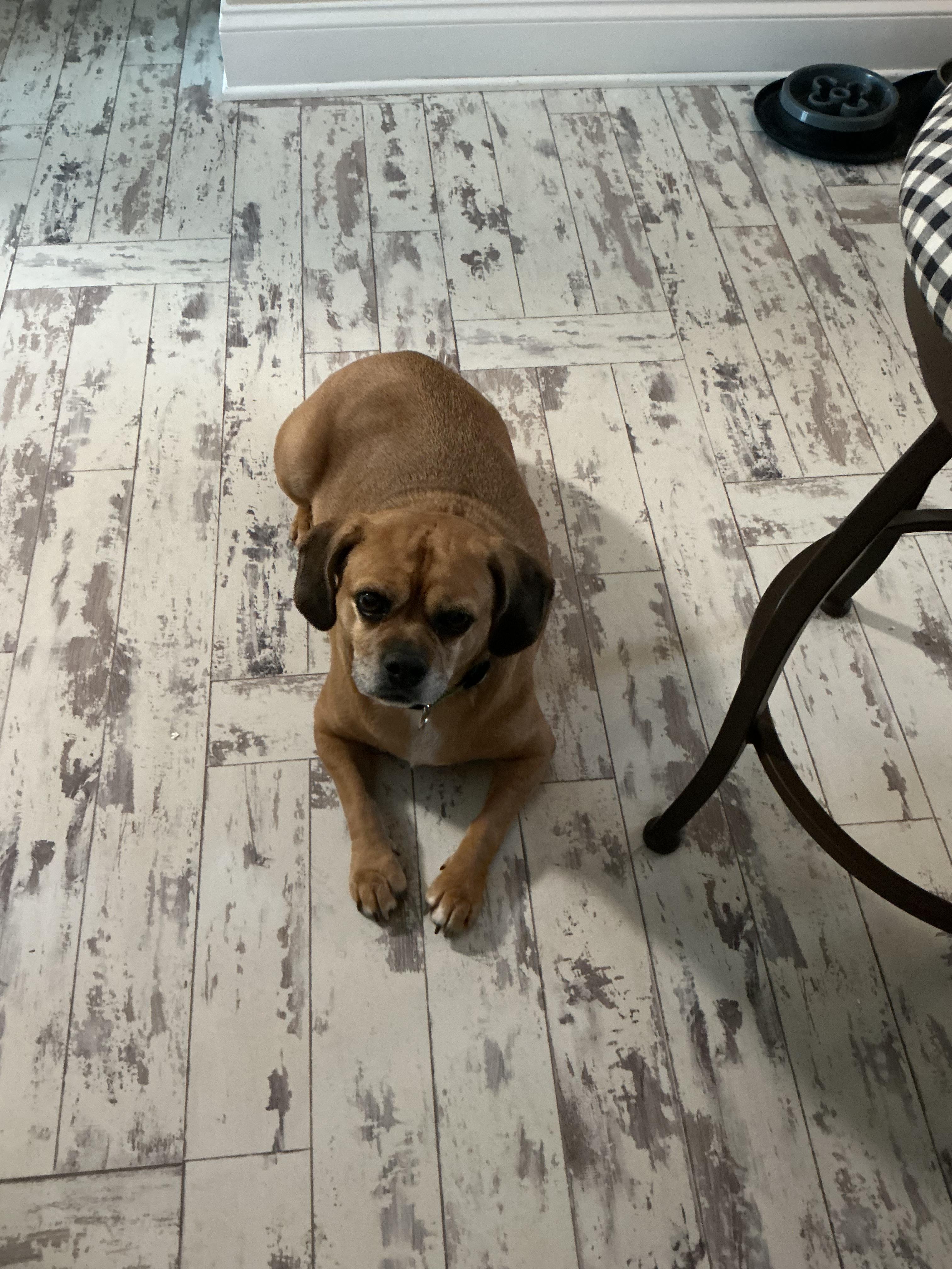 Enlarge Sadie, an adopted Puggle in Wadsworth, OH image 3/3