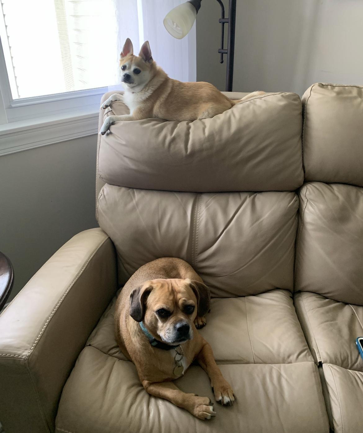 Enlarge Sadie, an adoptable Puggle in Wadsworth, OH image 4/5