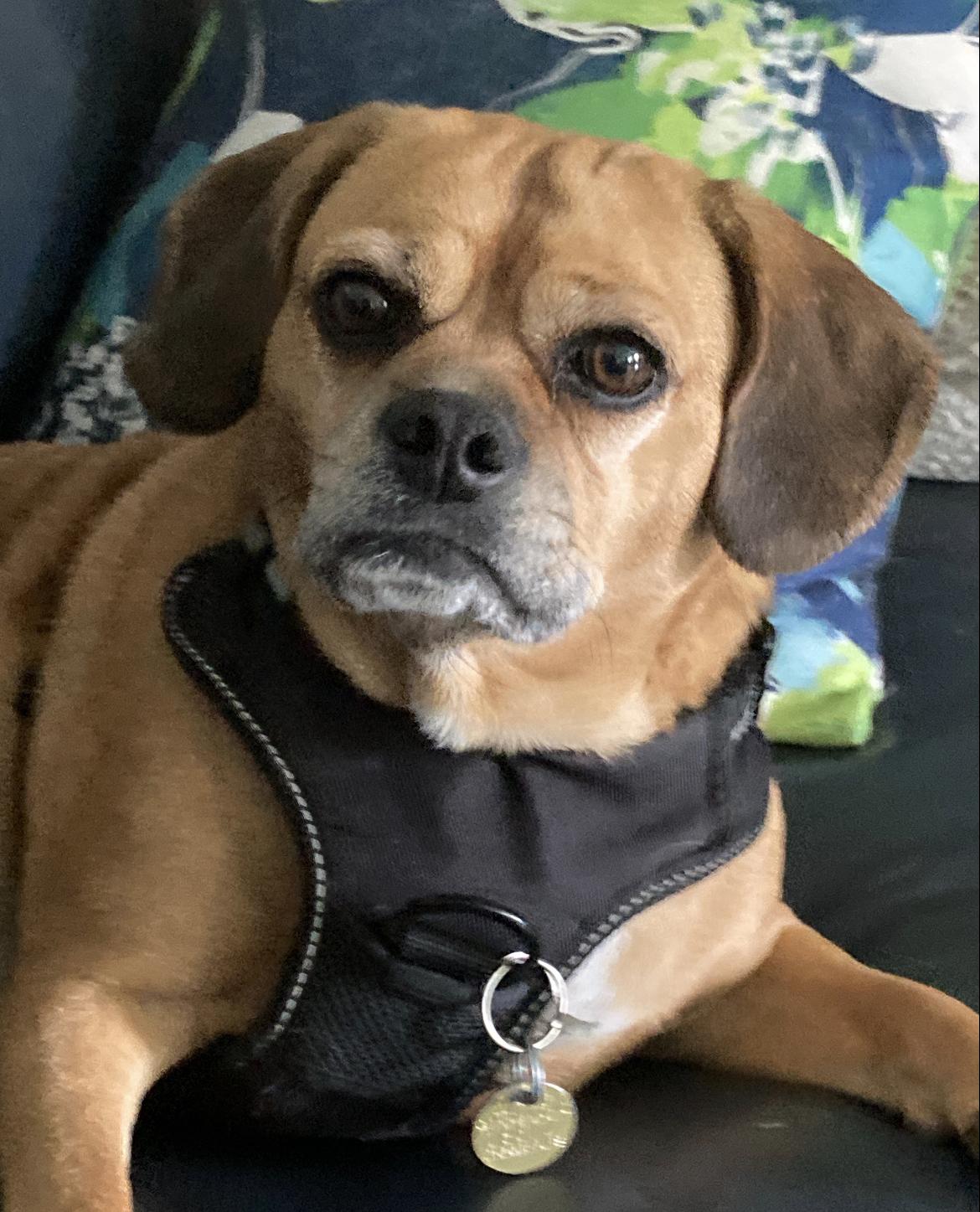 Sadie, adoptable, Adult Female Puggle.