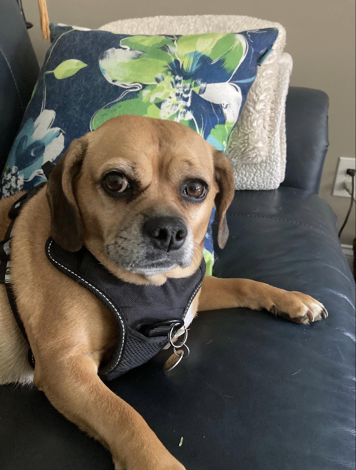 Enlarge Sadie, an adoptable Puggle in Wadsworth, OH image 3/5