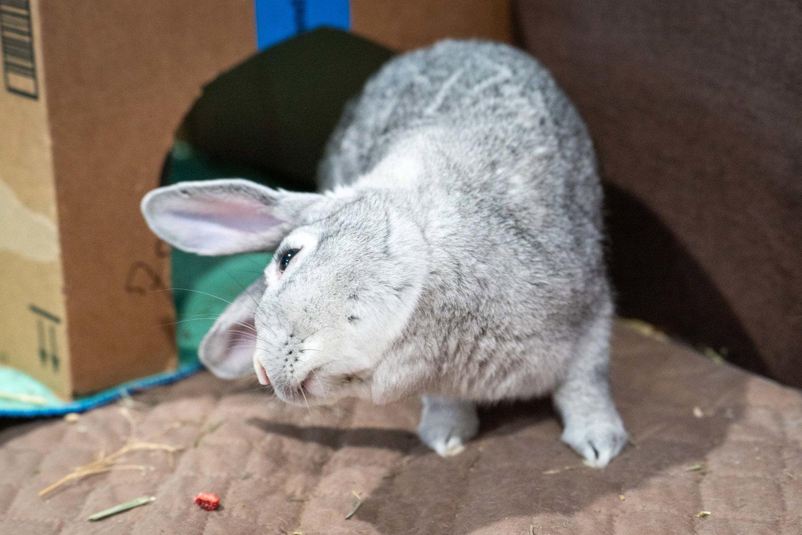 Enlarge Stardust, a Adoptable mixed breed in Milwaukie, OR image 1/3