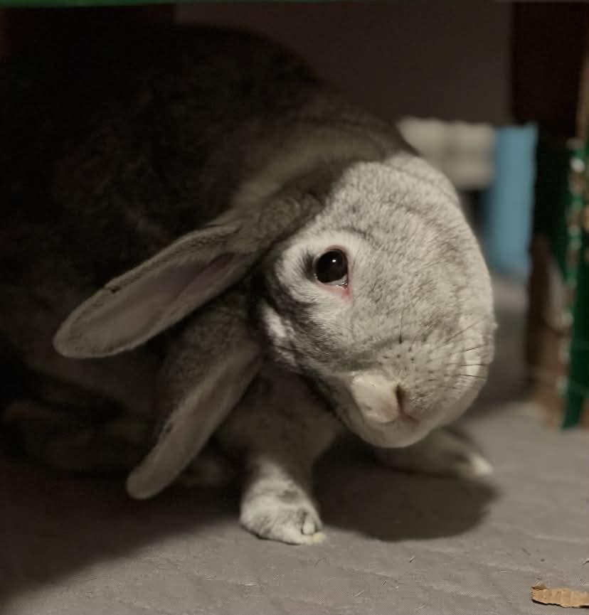 Enlarge Stardust, a Adoptable mixed breed in Milwaukie, OR image 2/3