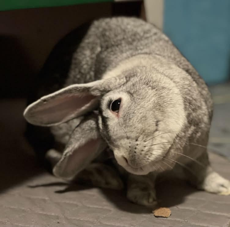Enlarge Stardust, a Adoptable mixed breed in Milwaukie, OR image 3/3