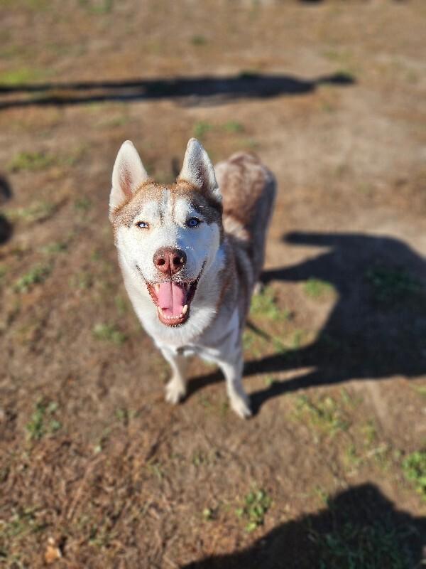 Torben, Adoptable, Adult Male Husky & Mixed Breed.