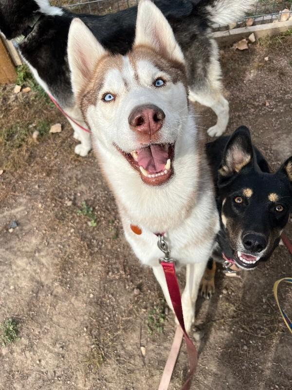 Torben, a Adoptable mixed breed in Fort Collins, CO image 2/6