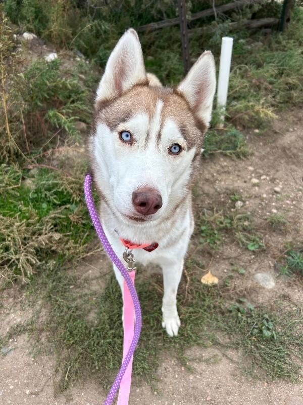 Torben, a Adoptable mixed breed in Fort Collins, CO image 3/6