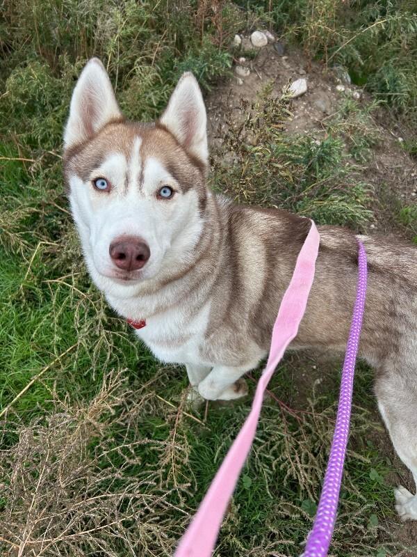 Torben, a Adoptable mixed breed in Fort Collins, CO image 4/6