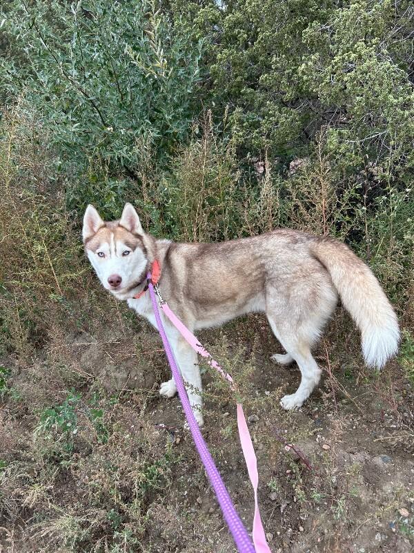 Torben, a Adoptable mixed breed in Fort Collins, CO image 6/6
