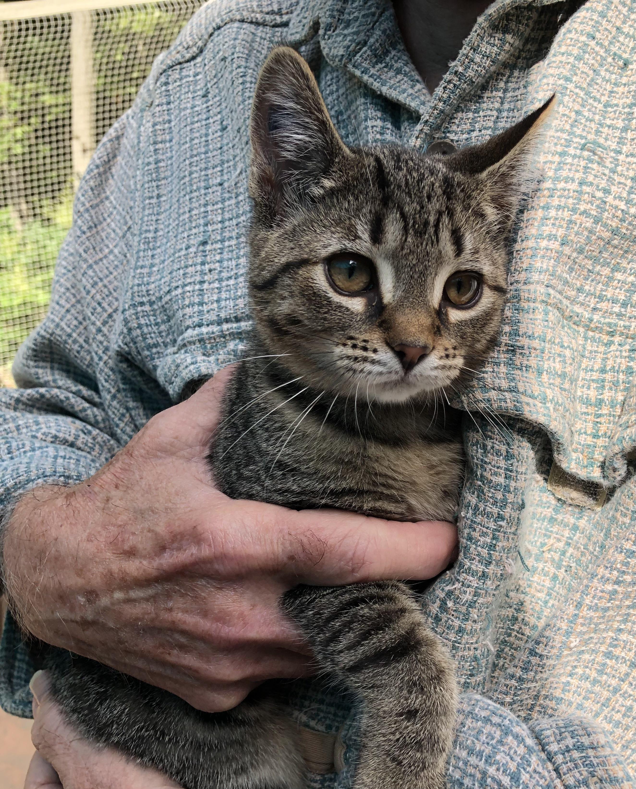 Sassafras, adopted, Young Female Domestic Short Hair.