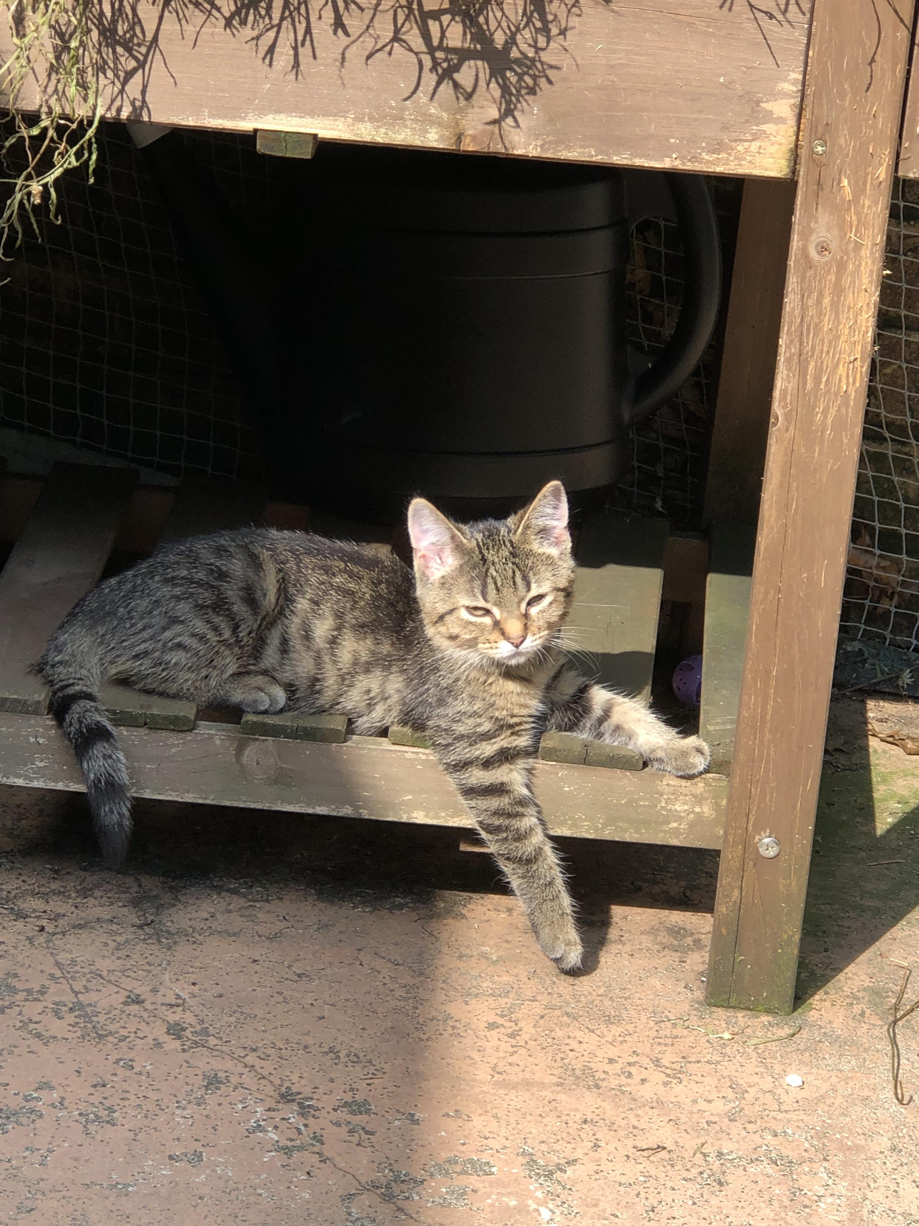 Enlarge Sassafras, an adopted Domestic Short Hair in Warren, OH image 2/2