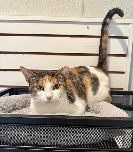 Callie, Adoptable, Adult Female Domestic Short Hair.