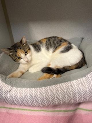 Callie, a Adoptable Domestic Short Hair in Winter Haven, FL image 4/5